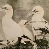 99. Gannets - Comfortable Company