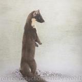 104. Pine Marten - Curiosity