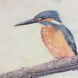 105. Kingfisher - Splash of Colour