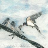 98. Swallows - On the wing