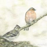 100. Chaffinches - Resting Finches