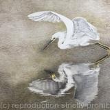 107. Little Egret - Elegant Refletion