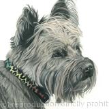 Cairn Terrier - Charming Charlie