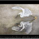 107. Little Egret - Elegant Refletion
