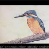 105. Kingfisher - Splash of Colour