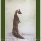 104. Pine Marten - Curiosity