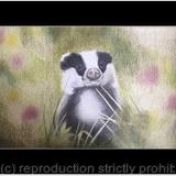 103. Badger - Inquisitive