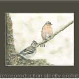 100. Chaffinches - Resting Finches