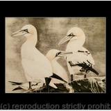 99. Gannets - Comfortable Company