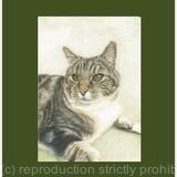 95. Cat - Contentment