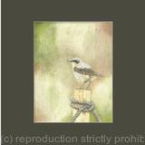 94. Wheatear - Vantage Point