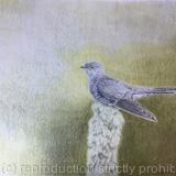 114. Cuckoo 'Ready to go'