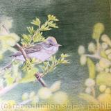 113. Common Whitethroat 'Peek-a-boo'