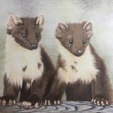 111. Pine Marten 'Double Trouble' 
