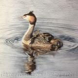 112. Great Crested Grebe - 'School Run'