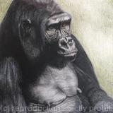 109. Gorilla 'Remembering'