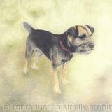 Border Terrier