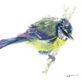 Blue Tit - Just out of the bath