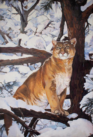 Mountain Lion in Winter