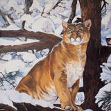 Mountain Lion in Winter