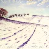 Trees in the late afternoon, Lyme Park