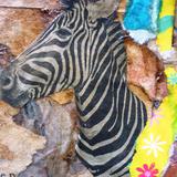 Looking for the Zebra  (2016)