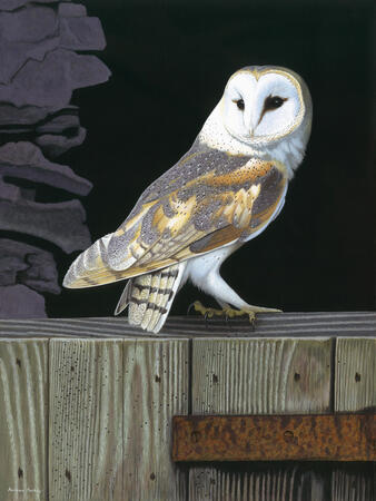 Barn Owl