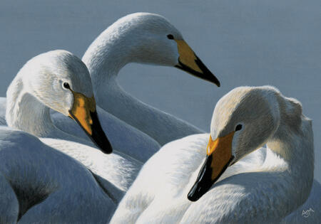 Whooper Swans