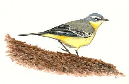 Alaskan Yellow Wagtail