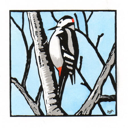 Great Spotted Woodpecker (blue sky)