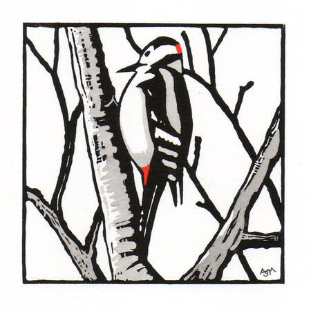 Great Spotted Woodpecker