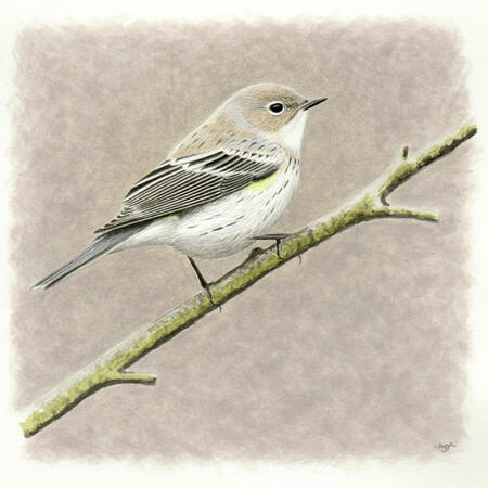 Myrtle Warbler
