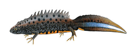 Great Crested Newt