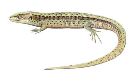 Common Lizard