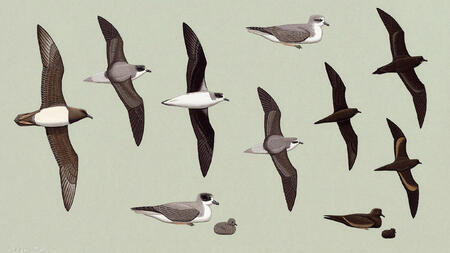 Petrels