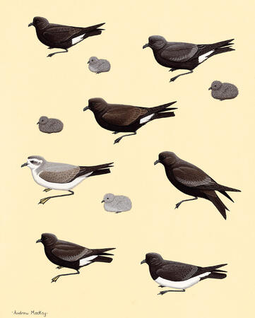 Storm-petrels
