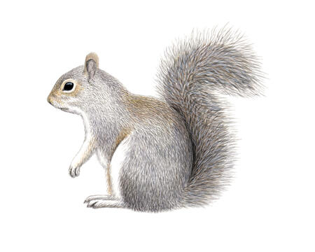 Grey Squirrel