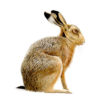 Brown Hare