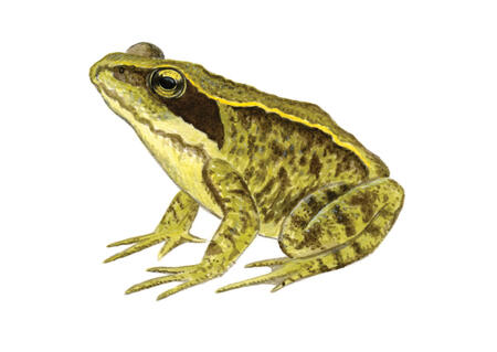 Common Frog