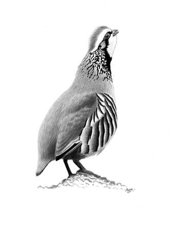 Red-legged Partridge