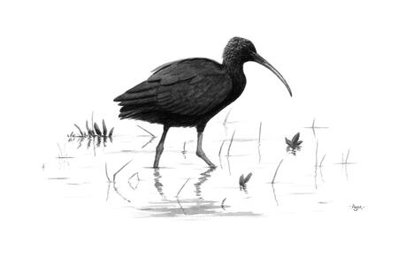 Glossy Ibis