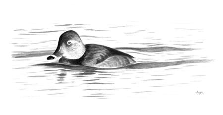 Ring-necked Duck
