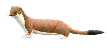 Stoat