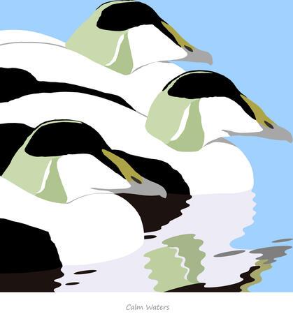 Calm Waters - Eiders