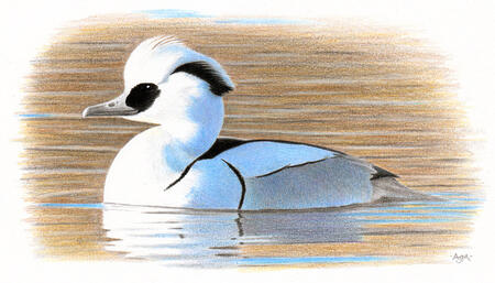 Drake Smew
