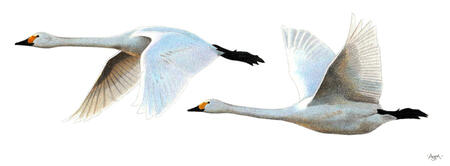 Bewick's Swans