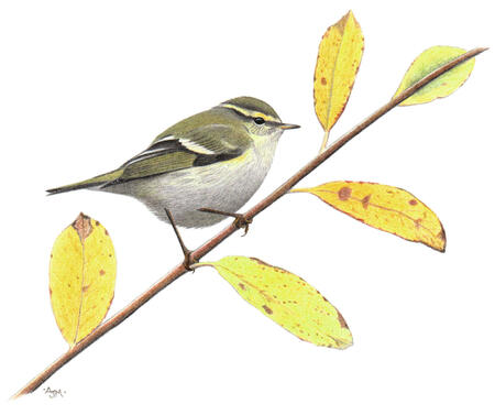 Yellow-browed Warbler