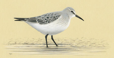 White-rumped Sandpiper
