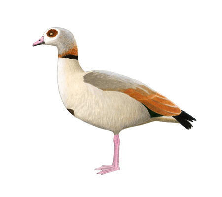 Egyptian Goose