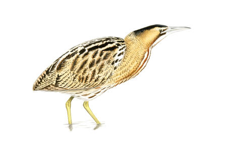 Bittern